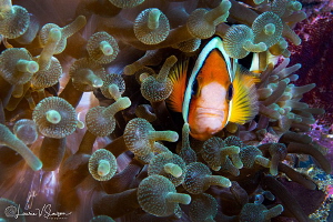 Clark's Anemonefish in Bubbletip Anemones/Photographed wi... by Laurie Slawson 